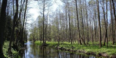 Puszcza Białowieska